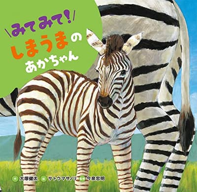 みてみて!しまうまのあかちゃんの表紙